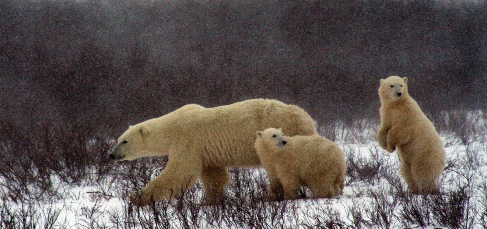 Canon EOS 350D (EOS Digital Rebel XT / EOS Kiss Digital N) sample photo. Polar bear and cubs photography