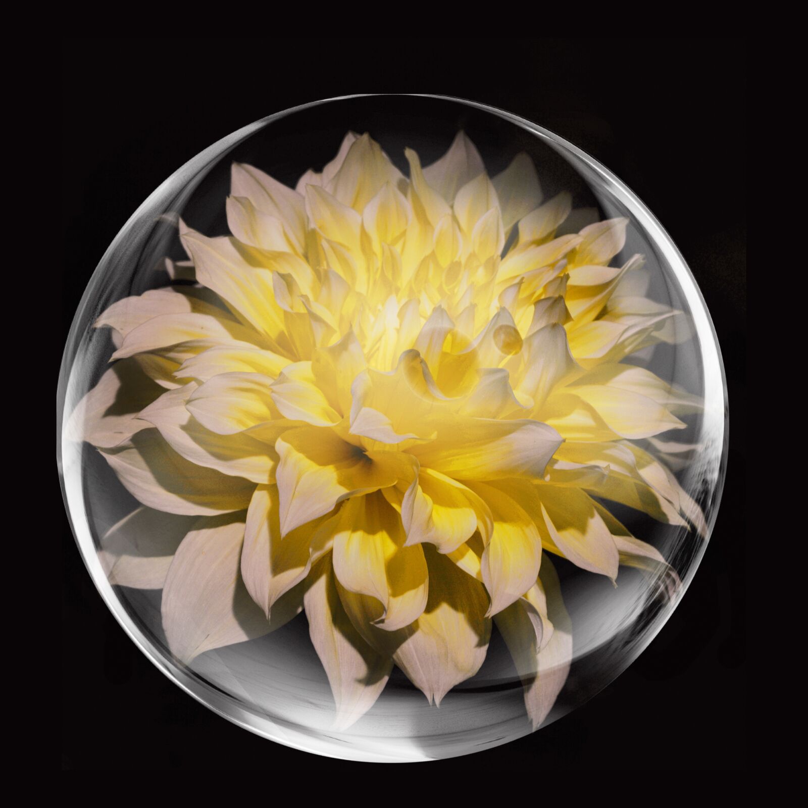 Nikon D3200 sample photo. Dahlia, yellow, blossom photography