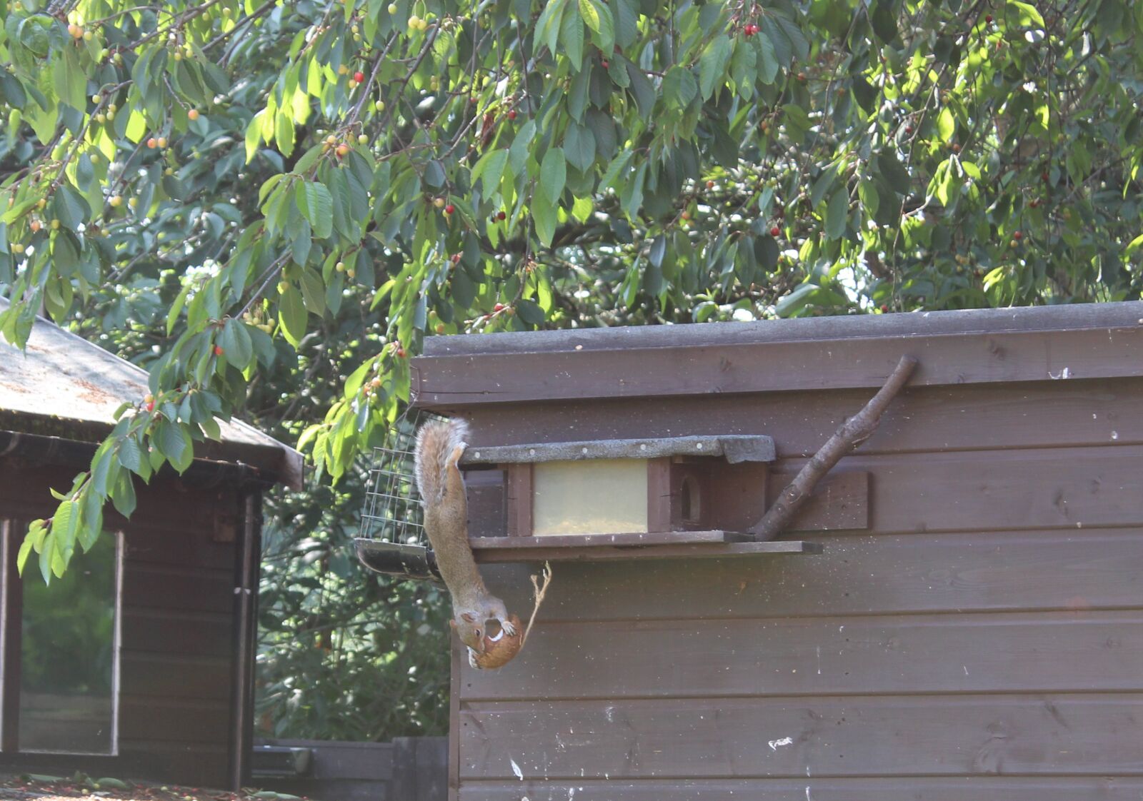 Canon EOS 2000D (EOS Rebel T7 / EOS Kiss X90 / EOS 1500D) sample photo. Squirrel, thief, acrobat photography