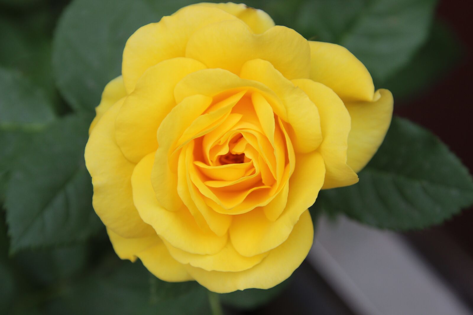 Canon EOS 600D (Rebel EOS T3i / EOS Kiss X5) sample photo. Rose, yellow rose, flower photography