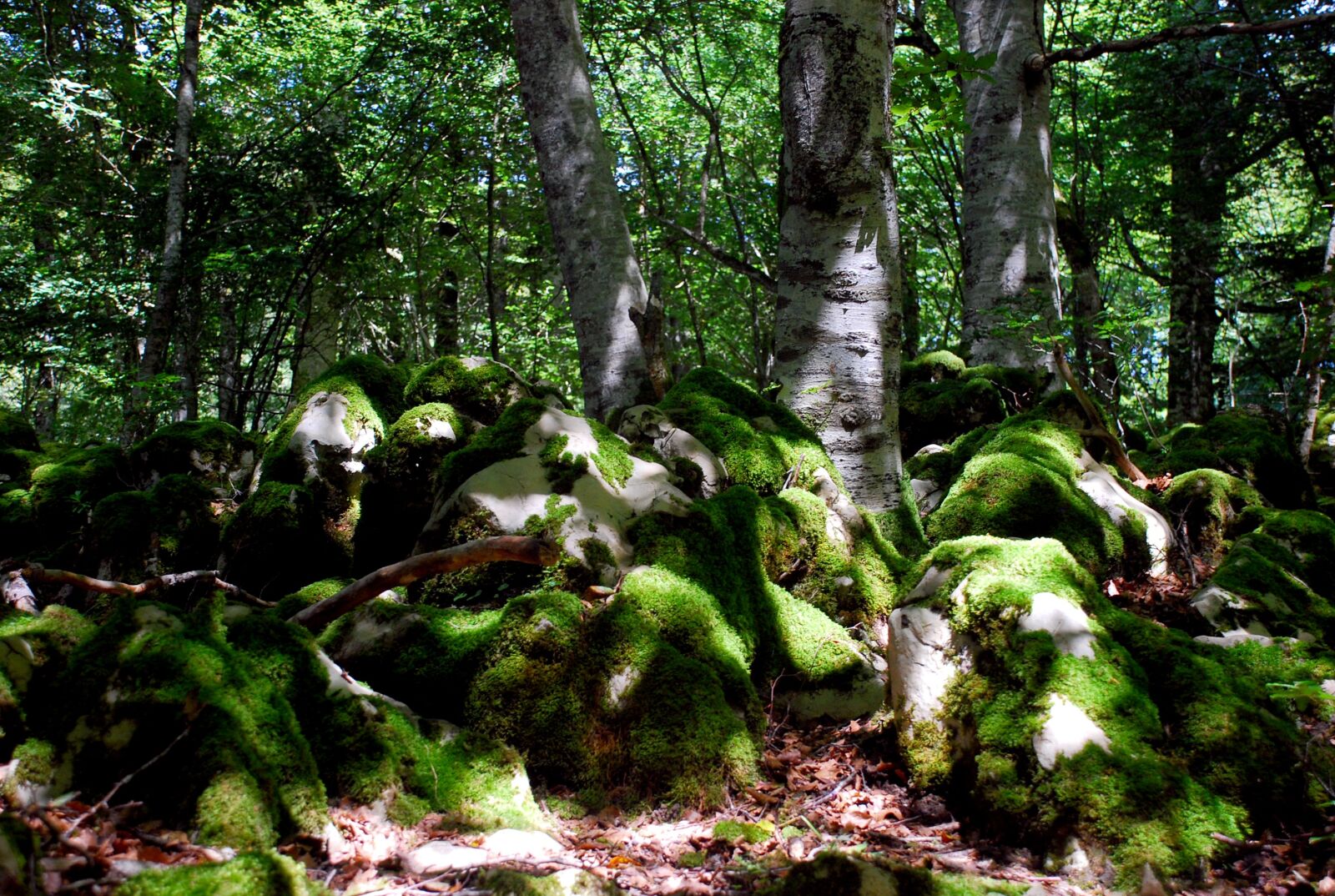 Nikon D40X sample photo. Forest, stones, moss photography