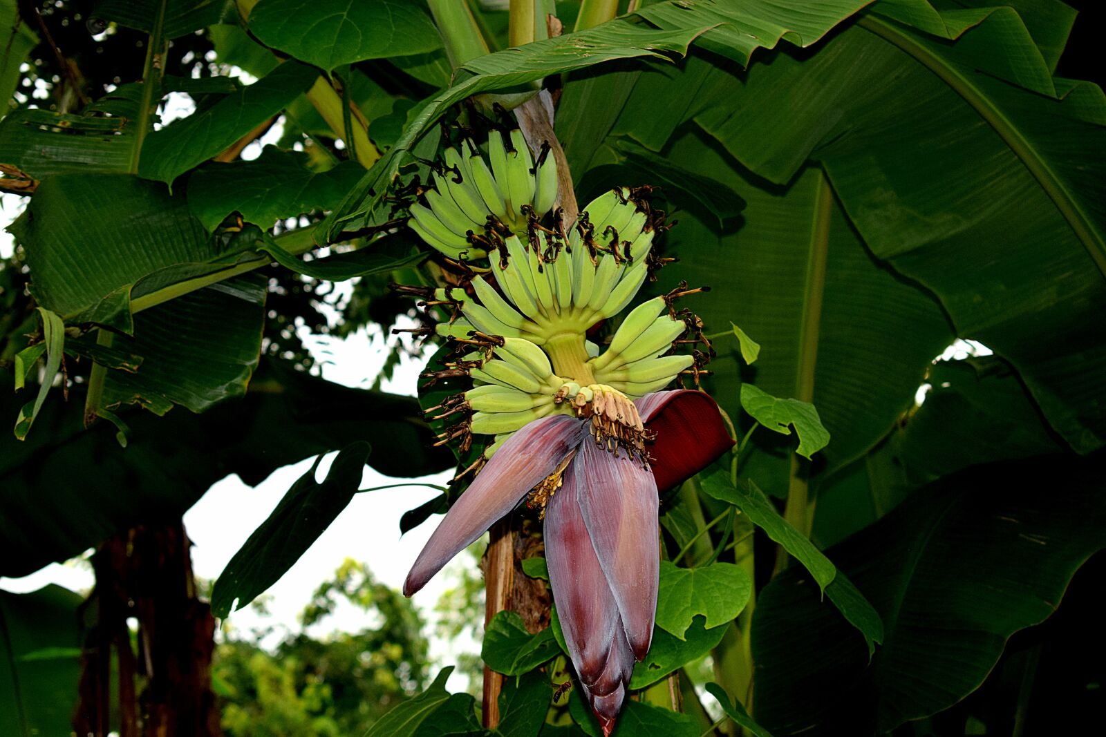 Nikon D3300 sample photo. Fruit, raw, banana photography