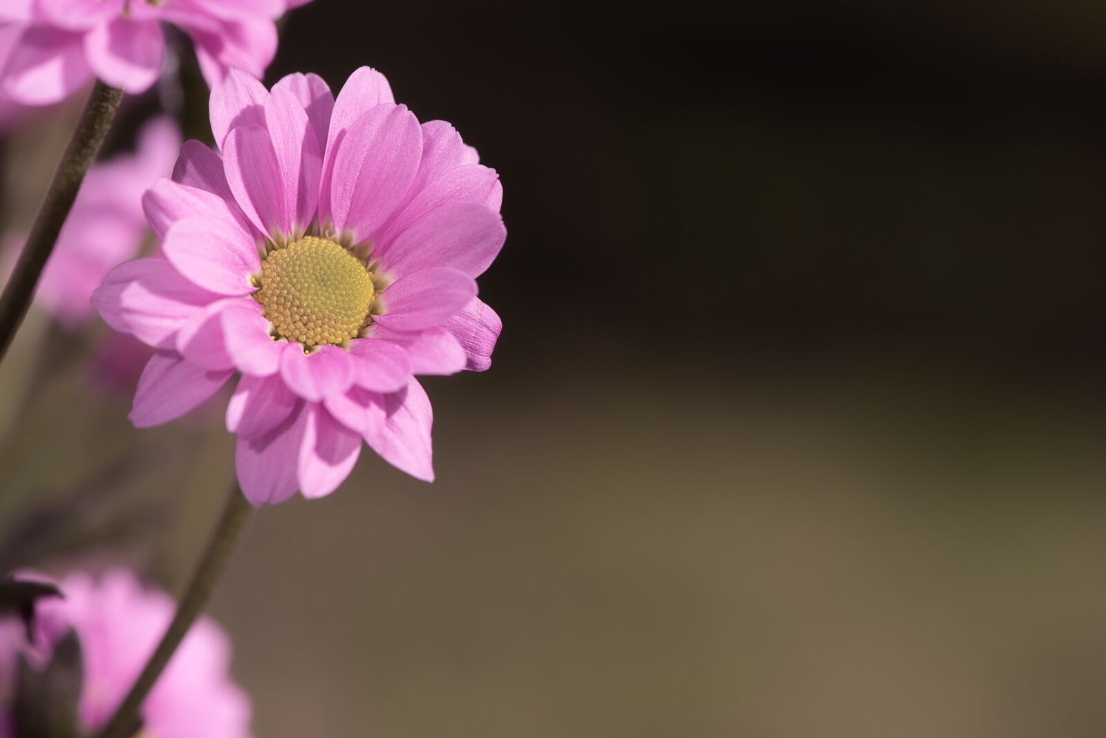 Nikon D750 sample photo. Flower, pink, pink flower photography