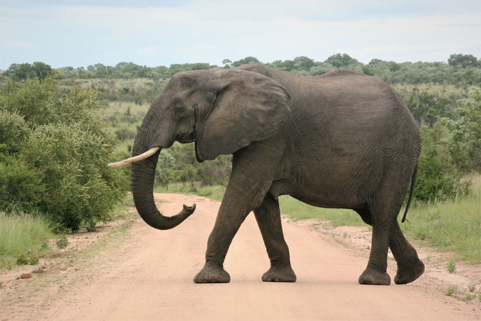 Canon EOS 400D (EOS Digital Rebel XTi / EOS Kiss Digital X) sample photo. African, elephant, tusk photography