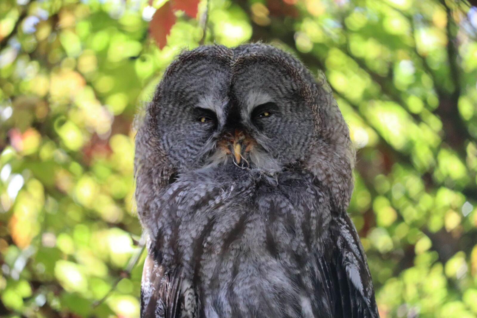 Canon EOS 200D (EOS Rebel SL2 / EOS Kiss X9) sample photo. Owl, bird, animal world photography