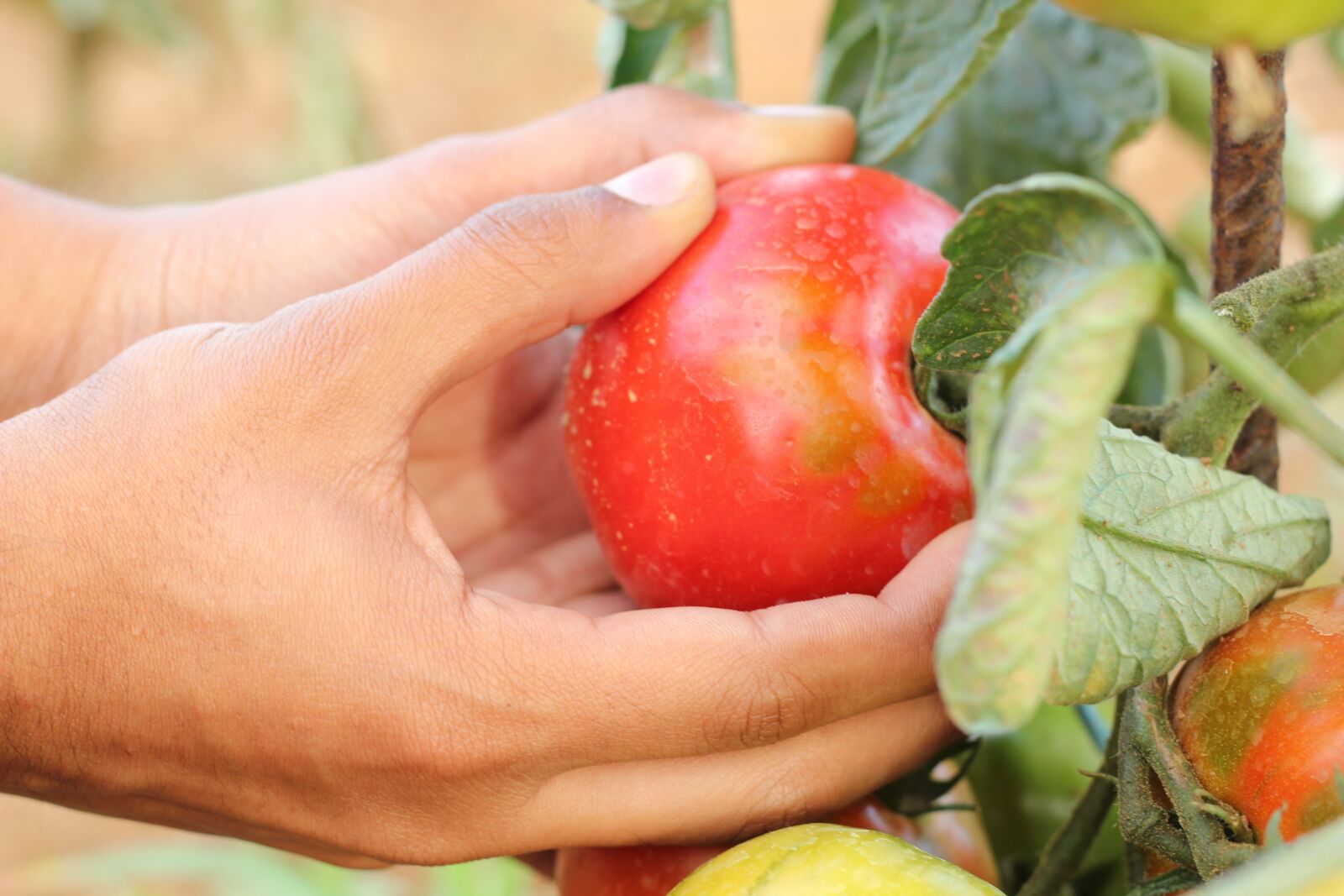 Canon EOS 550D (EOS Rebel T2i / EOS Kiss X4) sample photo. Agriculture, tomato, hands photography