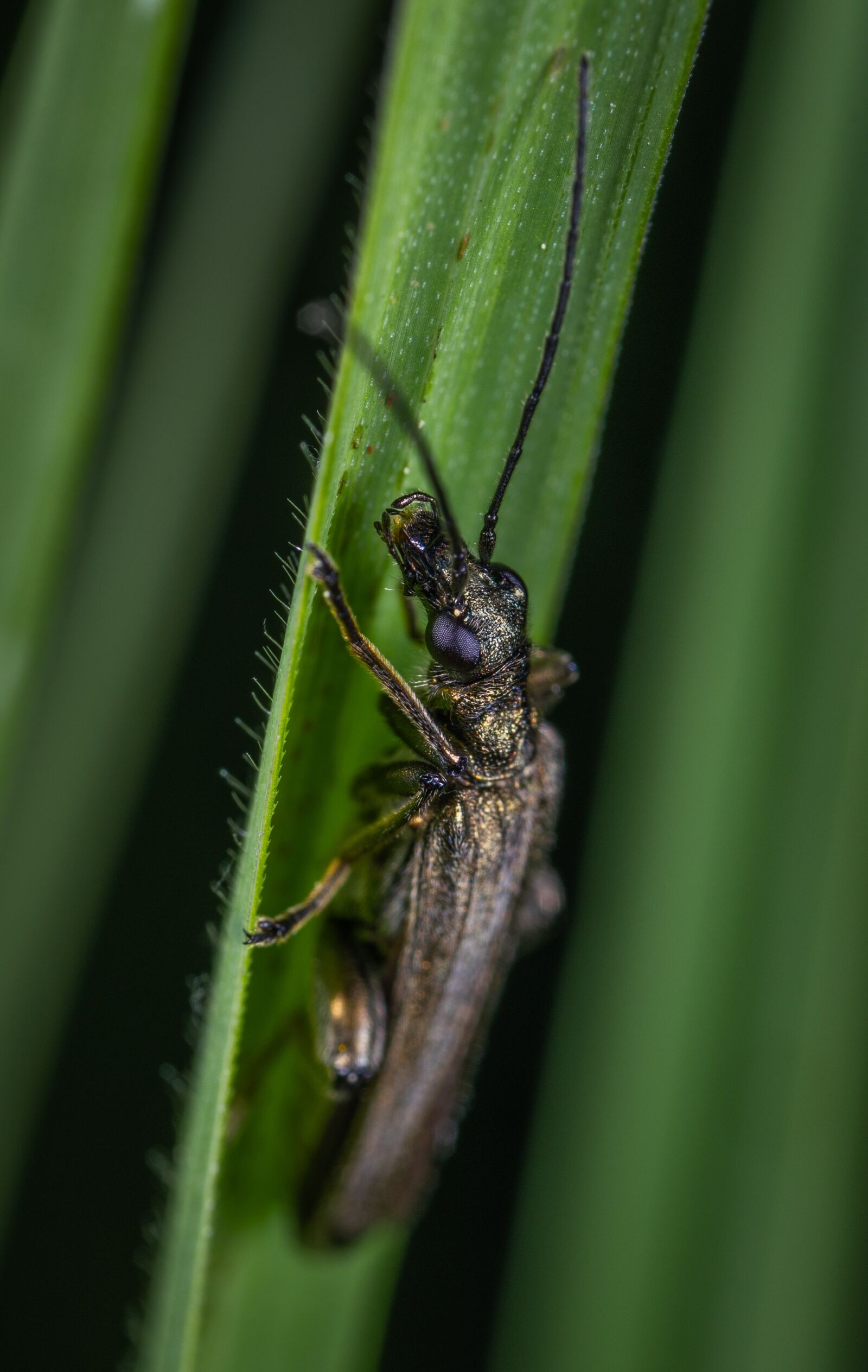 Sony a7R II sample photo. Macro, beetle, insect photography