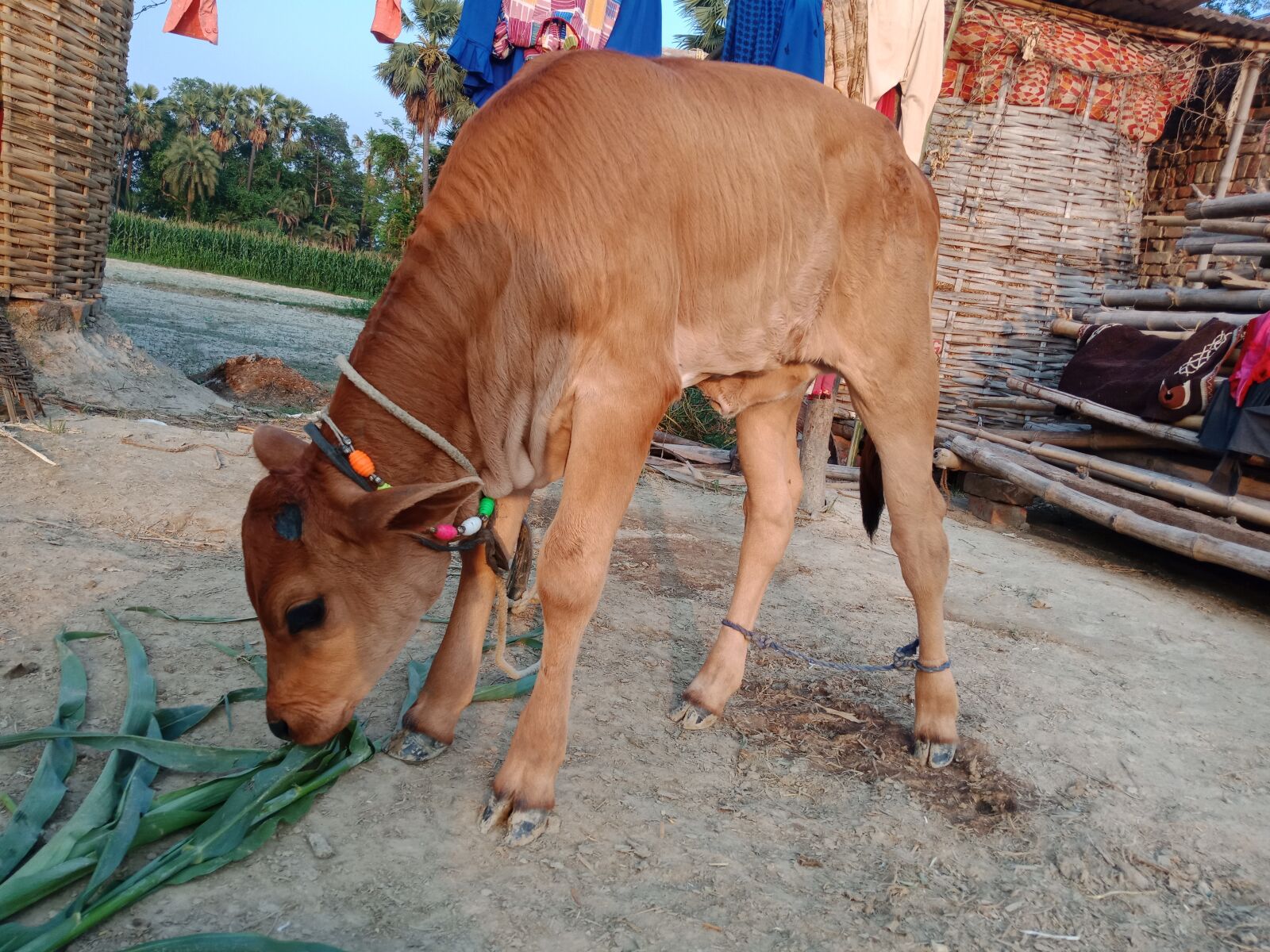 OPPO F5 sample photo. Cow, bachara, animals photography