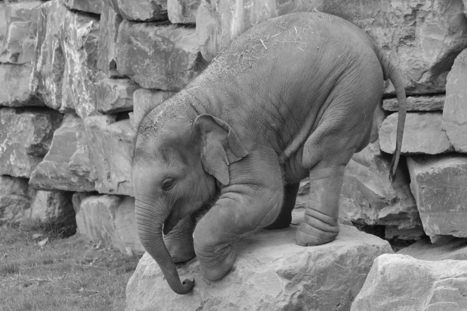 Nikon D5200 sample photo. Elephant, trunk, animal photography