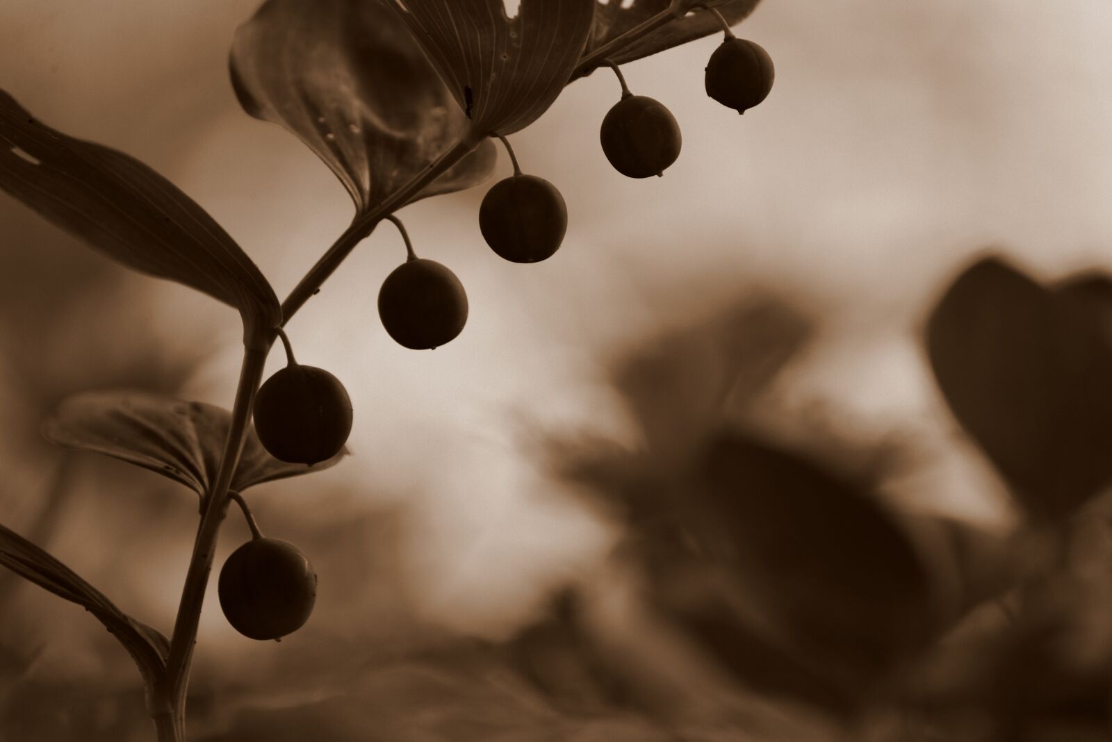 Nikon D610 sample photo. Plant, fruit, seeds photography