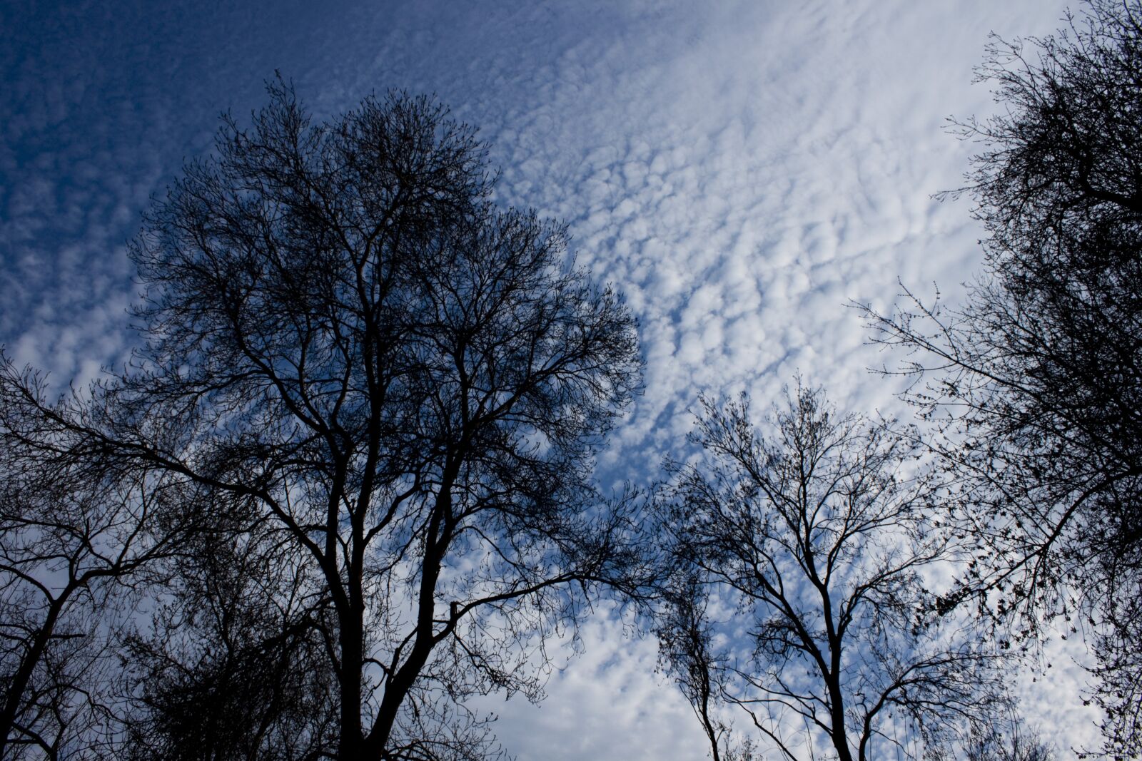 Canon EOS 500D (EOS Rebel T1i / EOS Kiss X3) sample photo. Branch, tree, reverse light photography