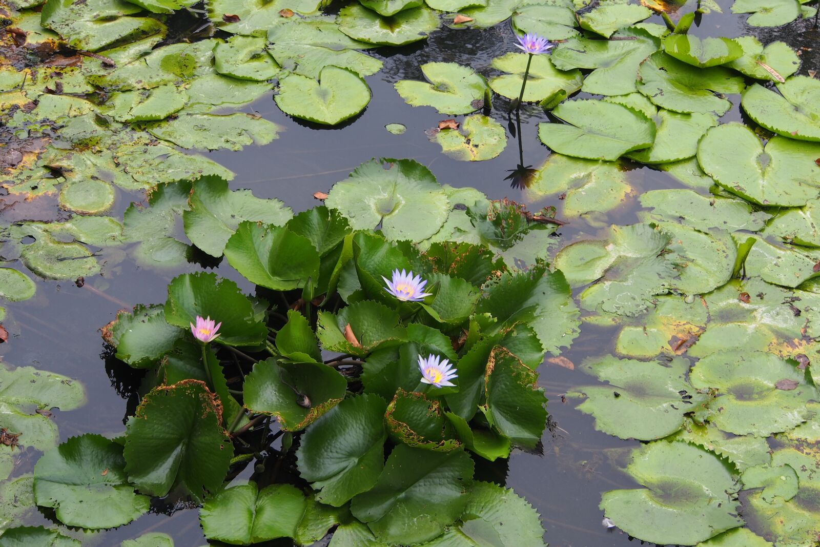 Olympus OM-D E-M5 sample photo. Lotus, flower, water photography