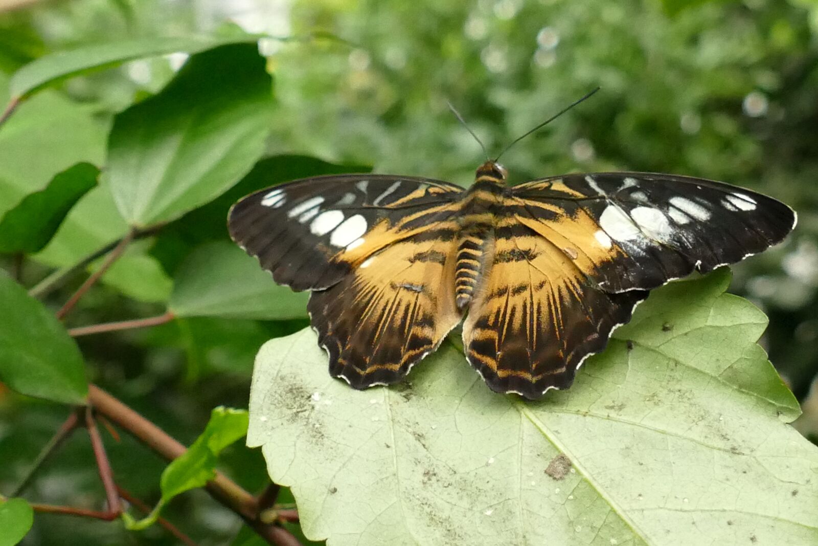 Panasonic Lumix DMC-FZ1000 sample photo. Butterfly, bug, fauna photography