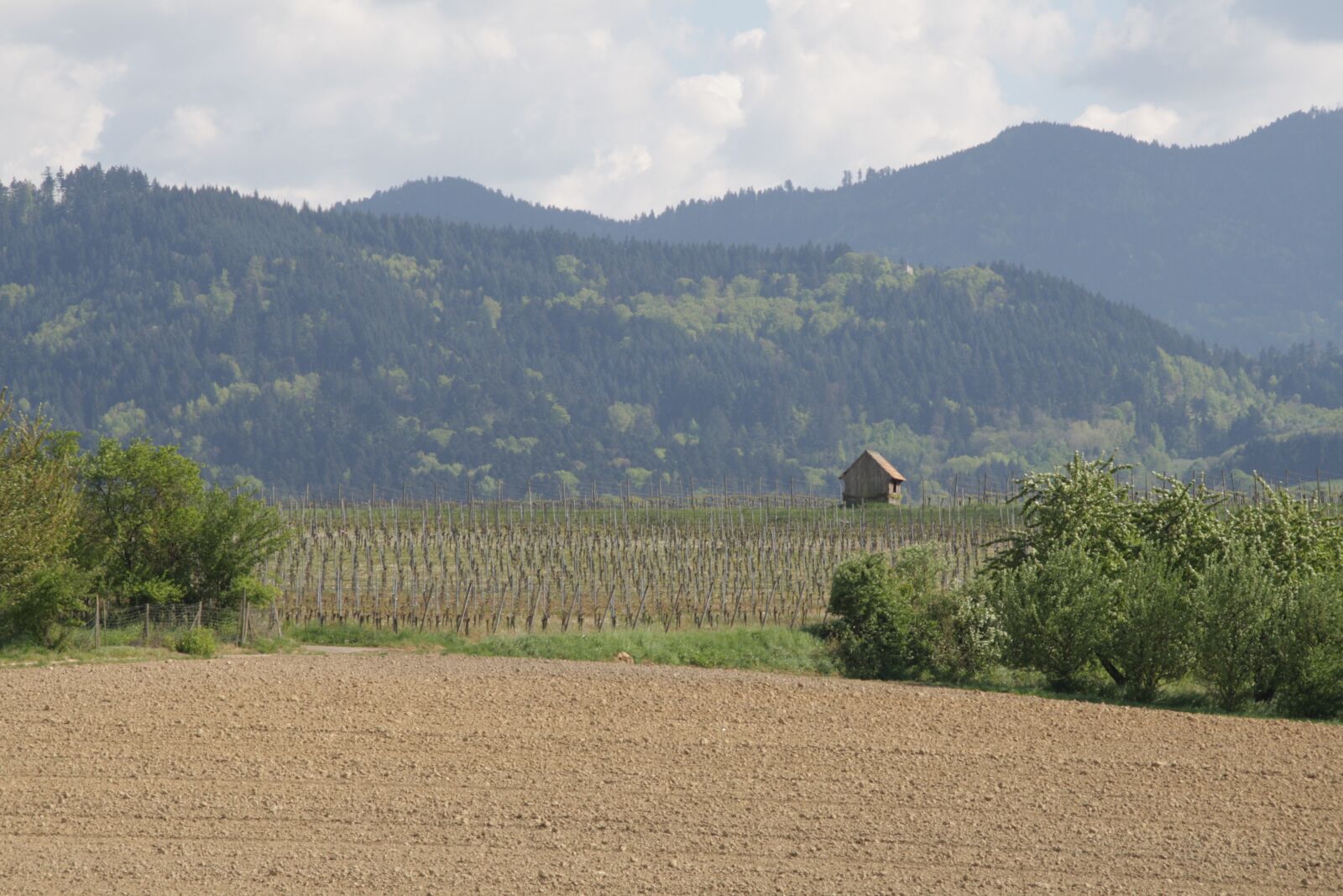 Canon EOS 1000D (EOS Digital Rebel XS / EOS Kiss F) sample photo. Mountains, agriculture, vineyard photography