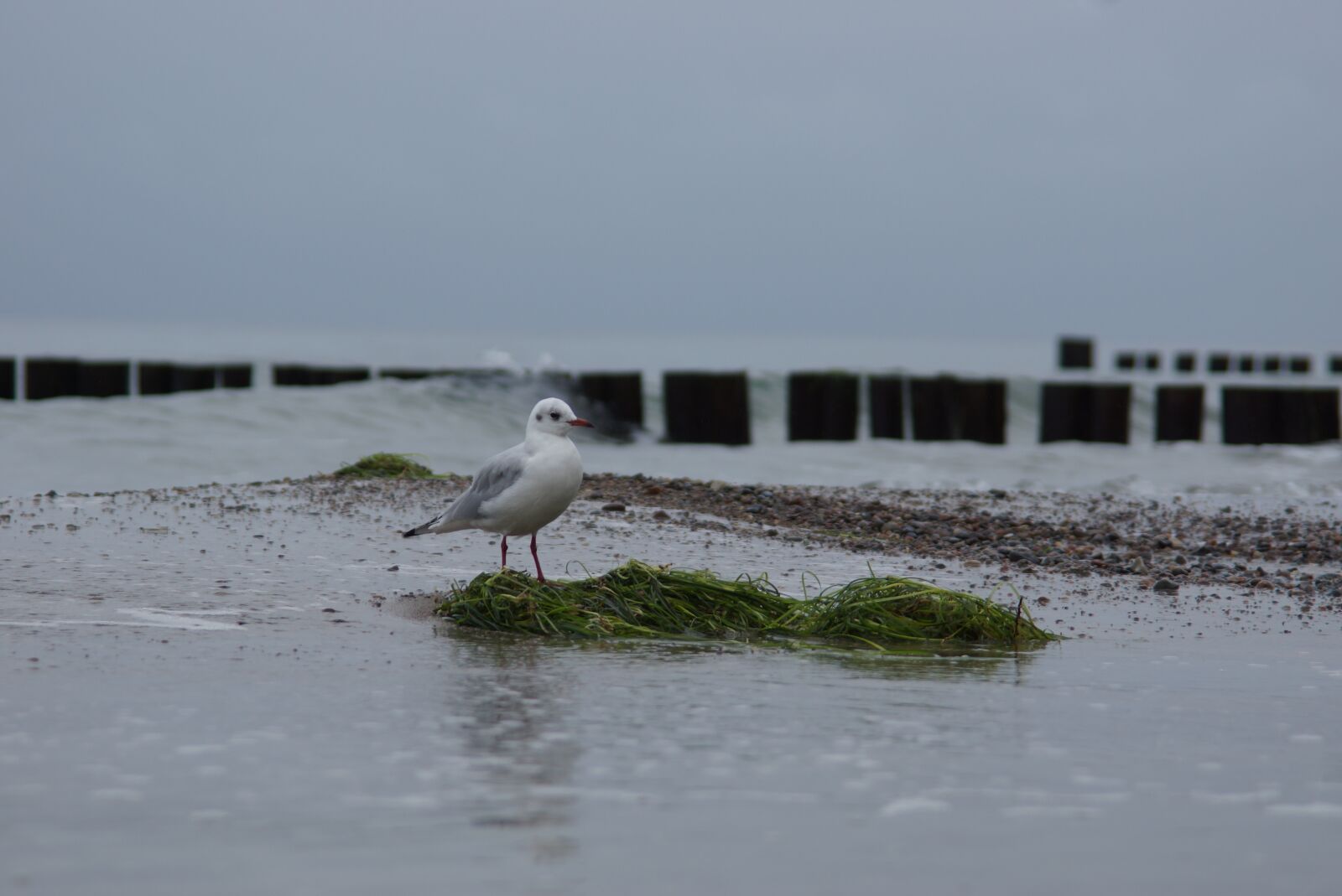 Sony SLT-A77 sample photo. Seagull, baltic sea, water photography