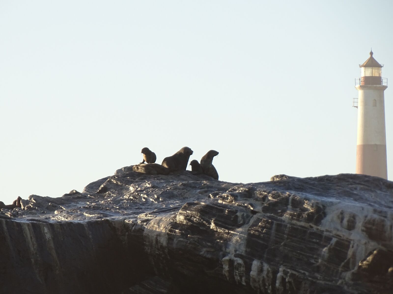 Sony Cyber-shot DSC-HX400V sample photo. Seals, sea, wave photography