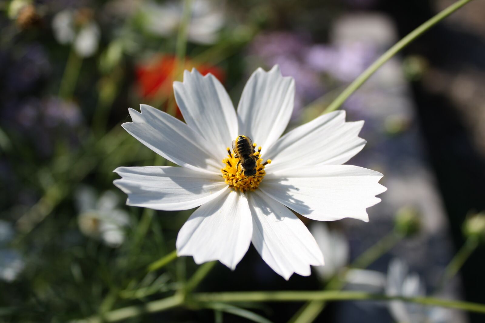 Canon EOS 1000D (EOS Digital Rebel XS / EOS Kiss F) sample photo. Bee, flower, insect photography