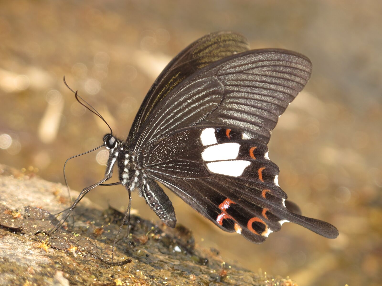 Canon PowerShot G12 sample photo. Butterfly, nature, thailand photography
