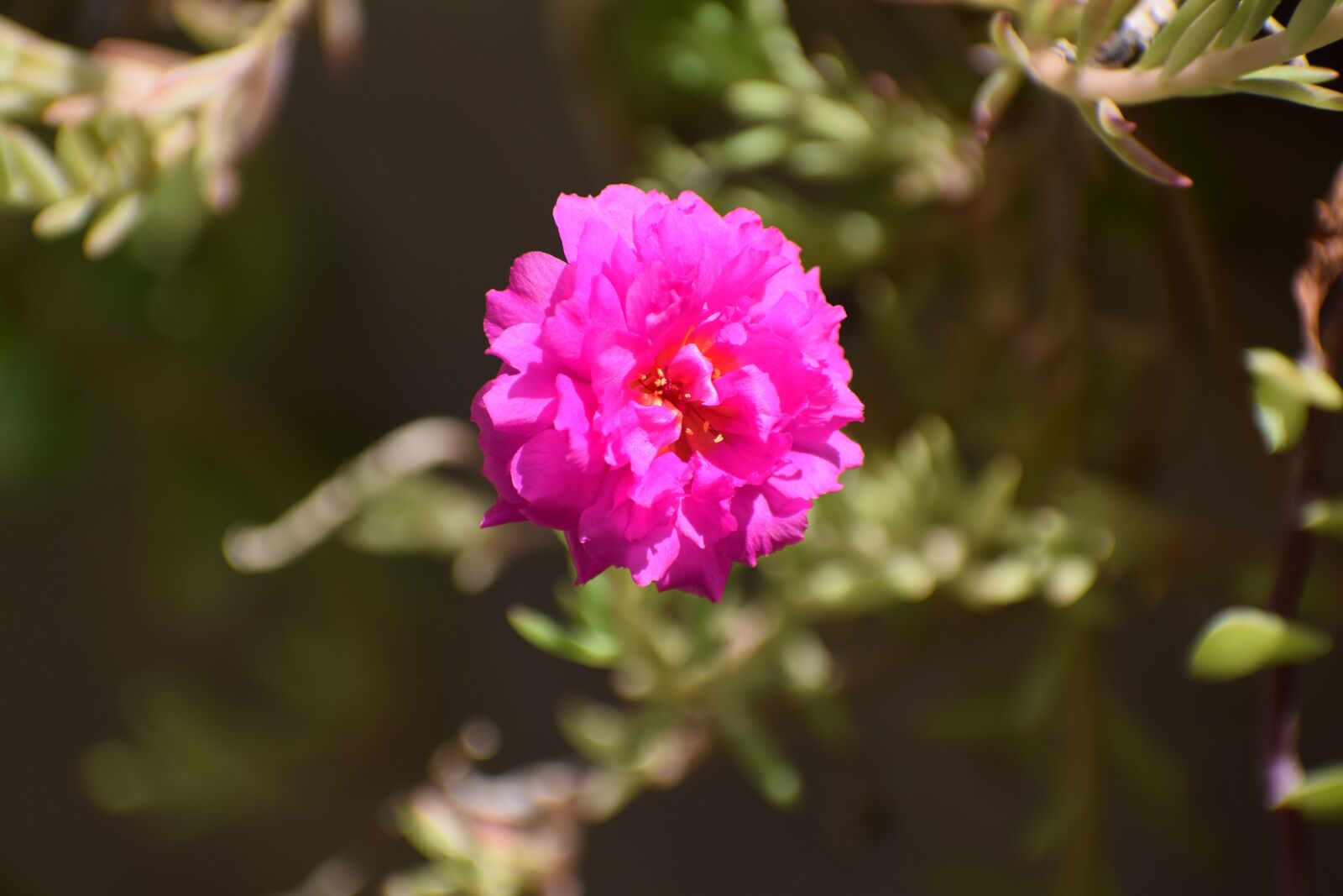 Nikon D3300 sample photo. White, flowers, nature photography