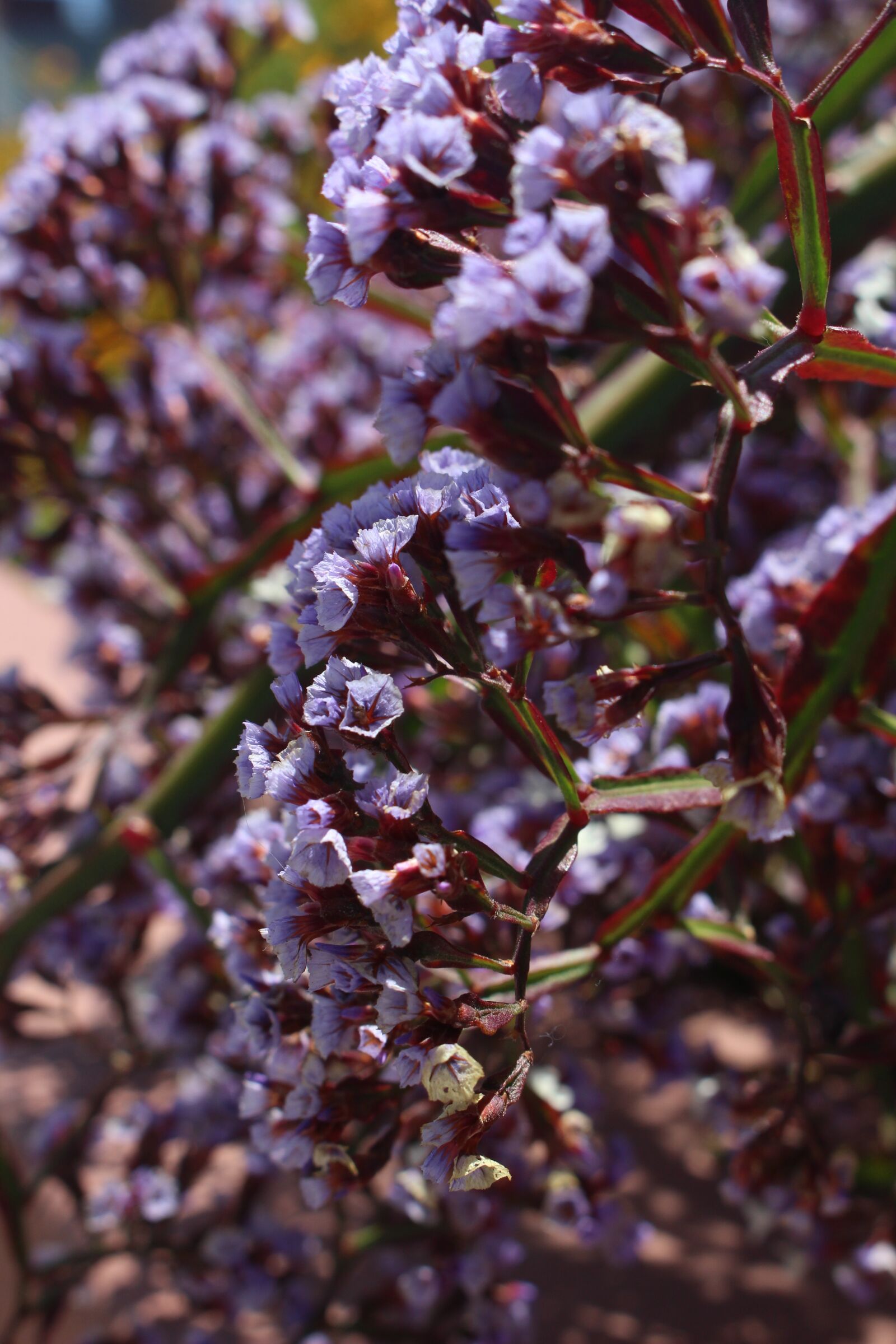 Canon EOS 100D (EOS Rebel SL1 / EOS Kiss X7) sample photo. Purple, flower, nature photography