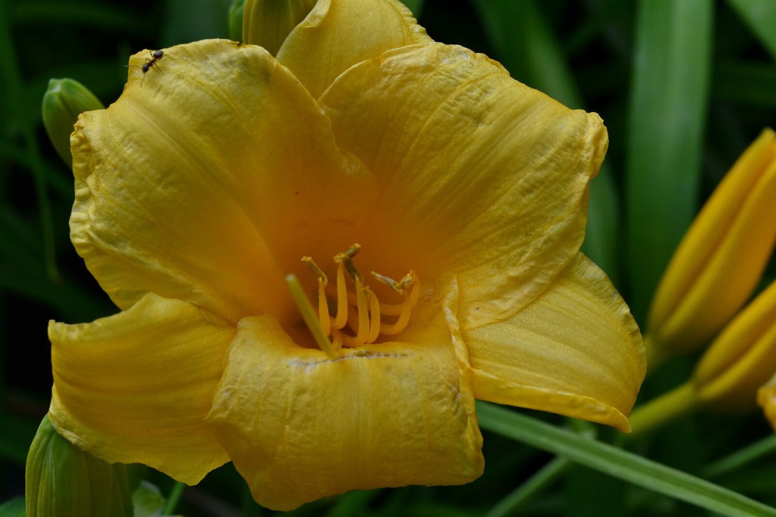 Nikon D5500 sample photo. Garden, petals, yellow, nature photography