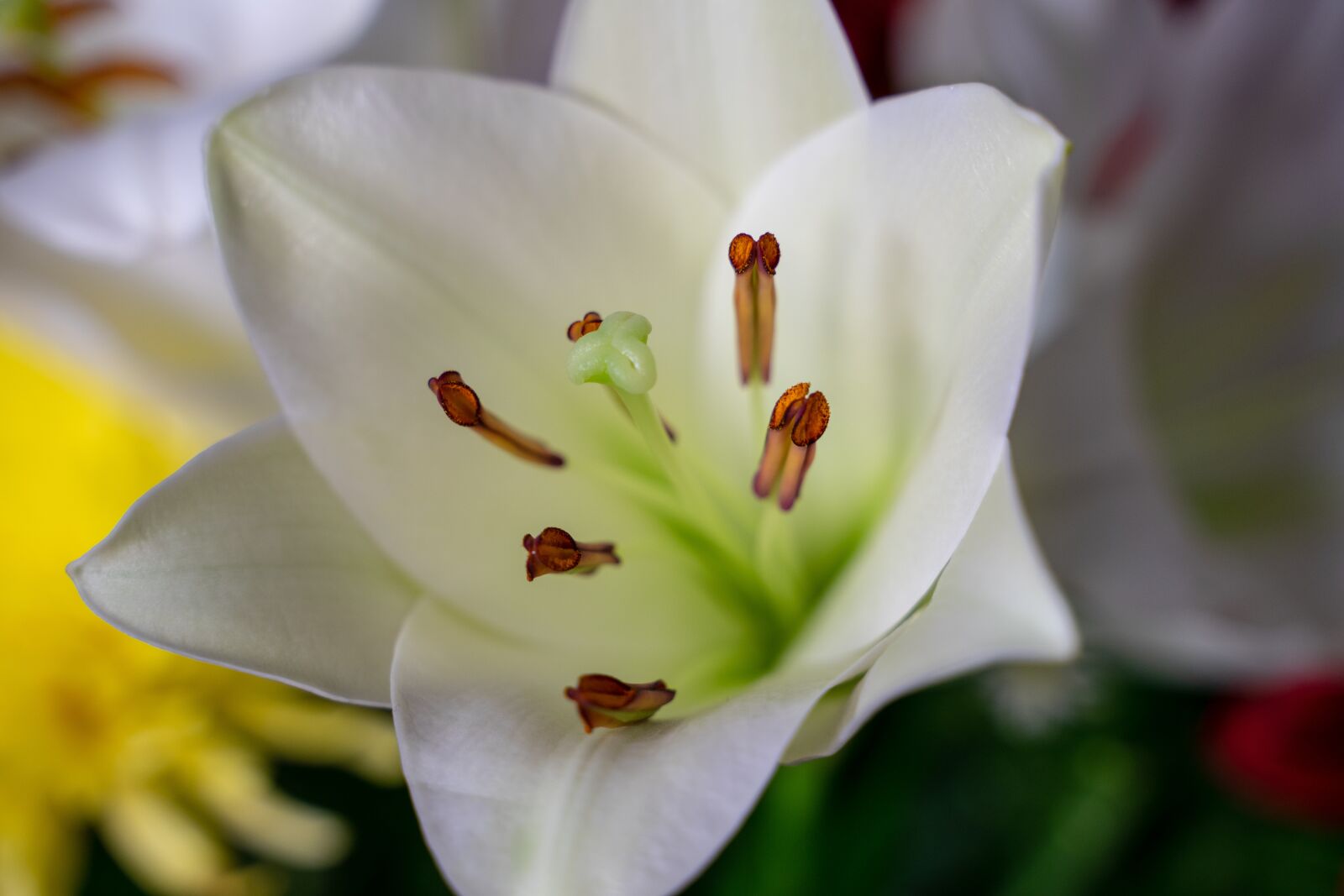 Tamron 28-75mm F2.8 Di III RXD sample photo. Flower, flowers, bloom photography