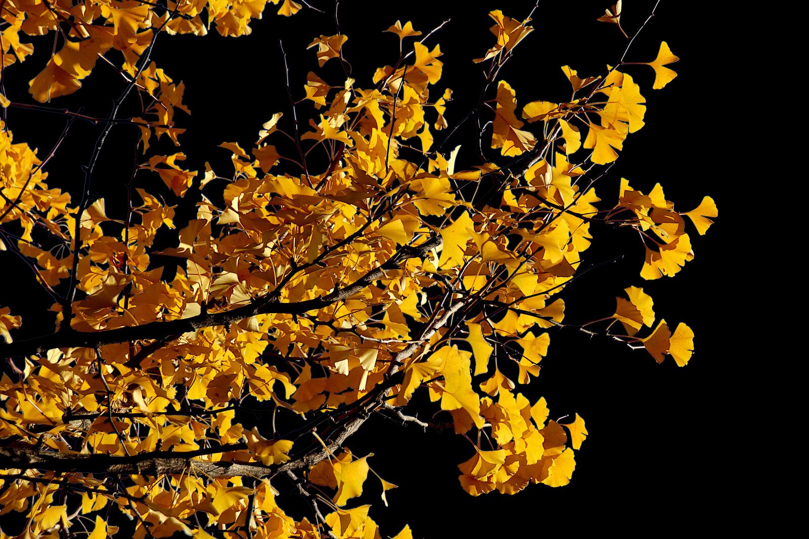 Canon EOS 800D (EOS Rebel T7i / EOS Kiss X9i) sample photo. Ginkgo biloba, trees, foliage photography