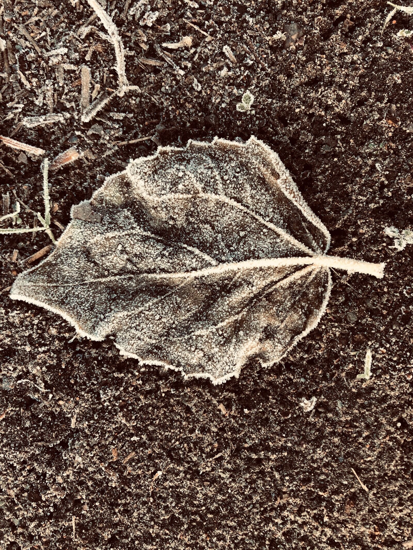 iPhone 8 back camera 3.99mm f/1.8 sample photo. Hoarfrost, leaves, ripe photography