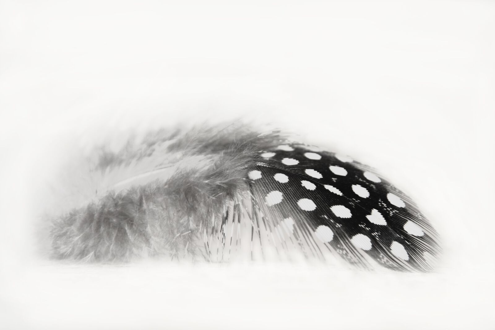 Canon EOS 7D Mark II sample photo. Feather, black, w photography