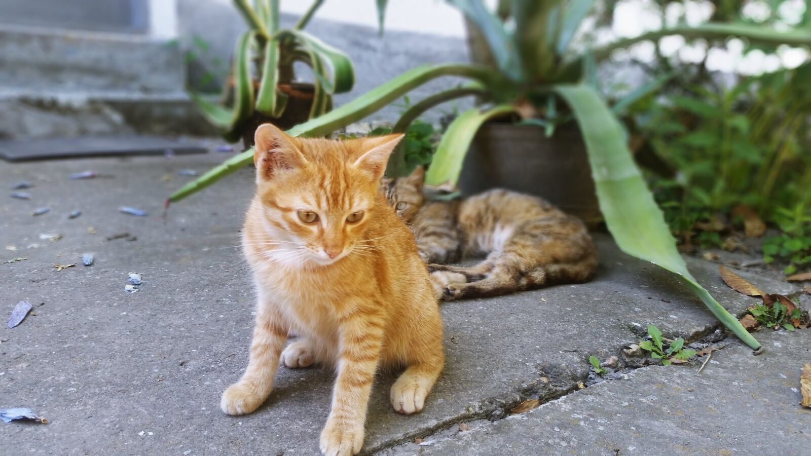 Samsung Galaxy S5 sample photo. Cats photography