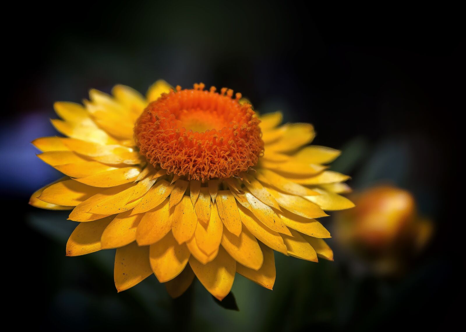 Canon EF-S 18-55mm F3.5-5.6 II sample photo. Helichrysum, italicum, yellow photography