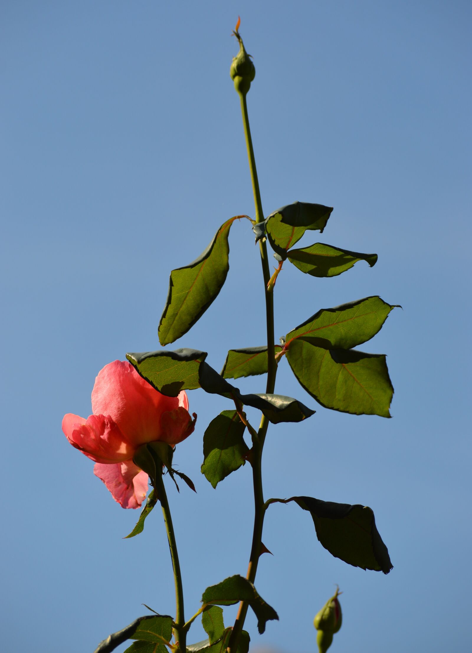 Nikon D3200 sample photo. Flowers, nature, green photography