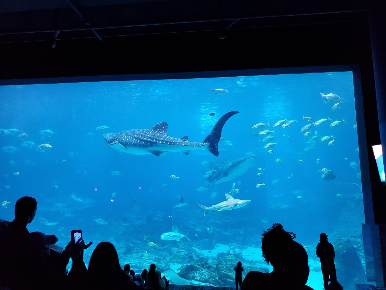 Samsung Galaxy S10 sample photo. Atalanta aquarium, whale shark photography