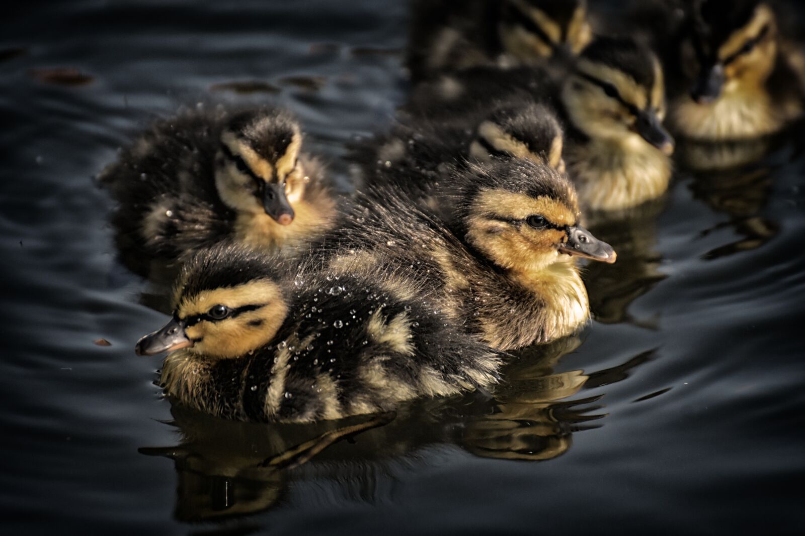 Nikon D7200 sample photo. Mallard, ducklings, duck photography
