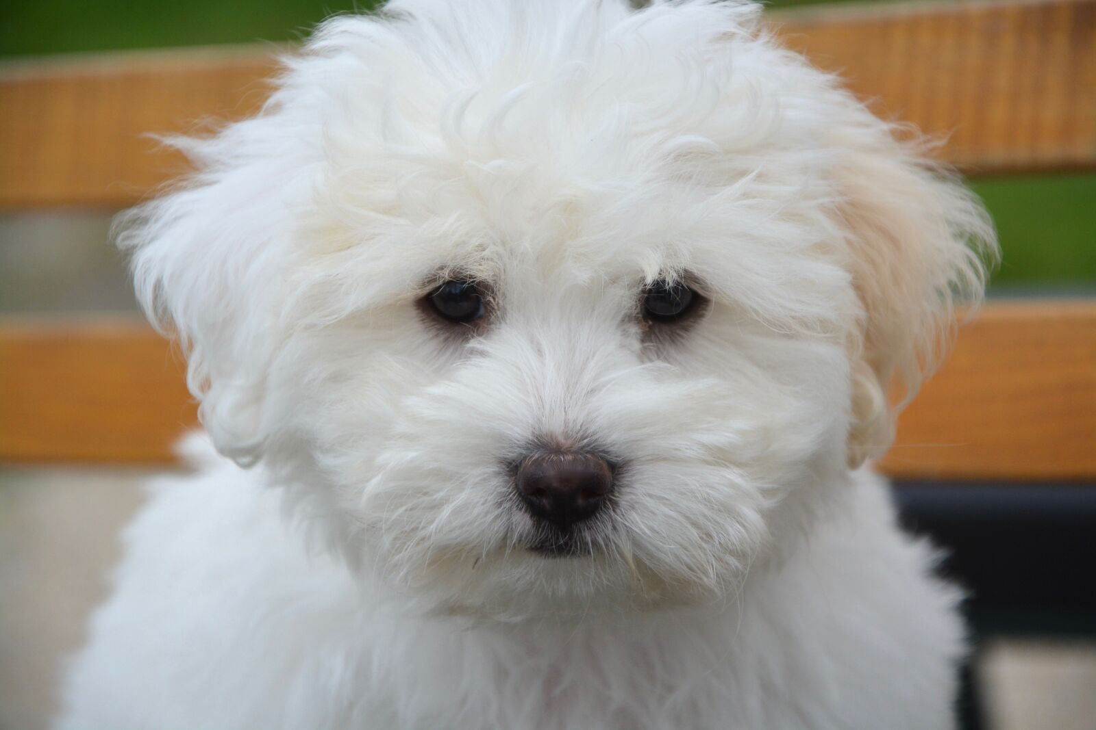 Nikon D5200 sample photo. Puppy, dog, cotton tulear photography