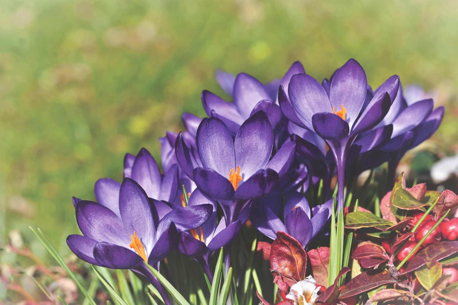 Nikon D7200 sample photo. Crocus, schwertliliengewaechs, violet photography