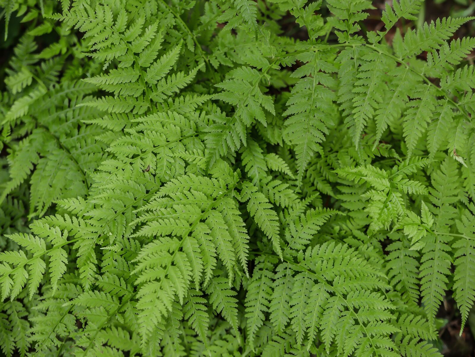 Panasonic Lumix DMC-LX100 sample photo. Green, rain, nature photography