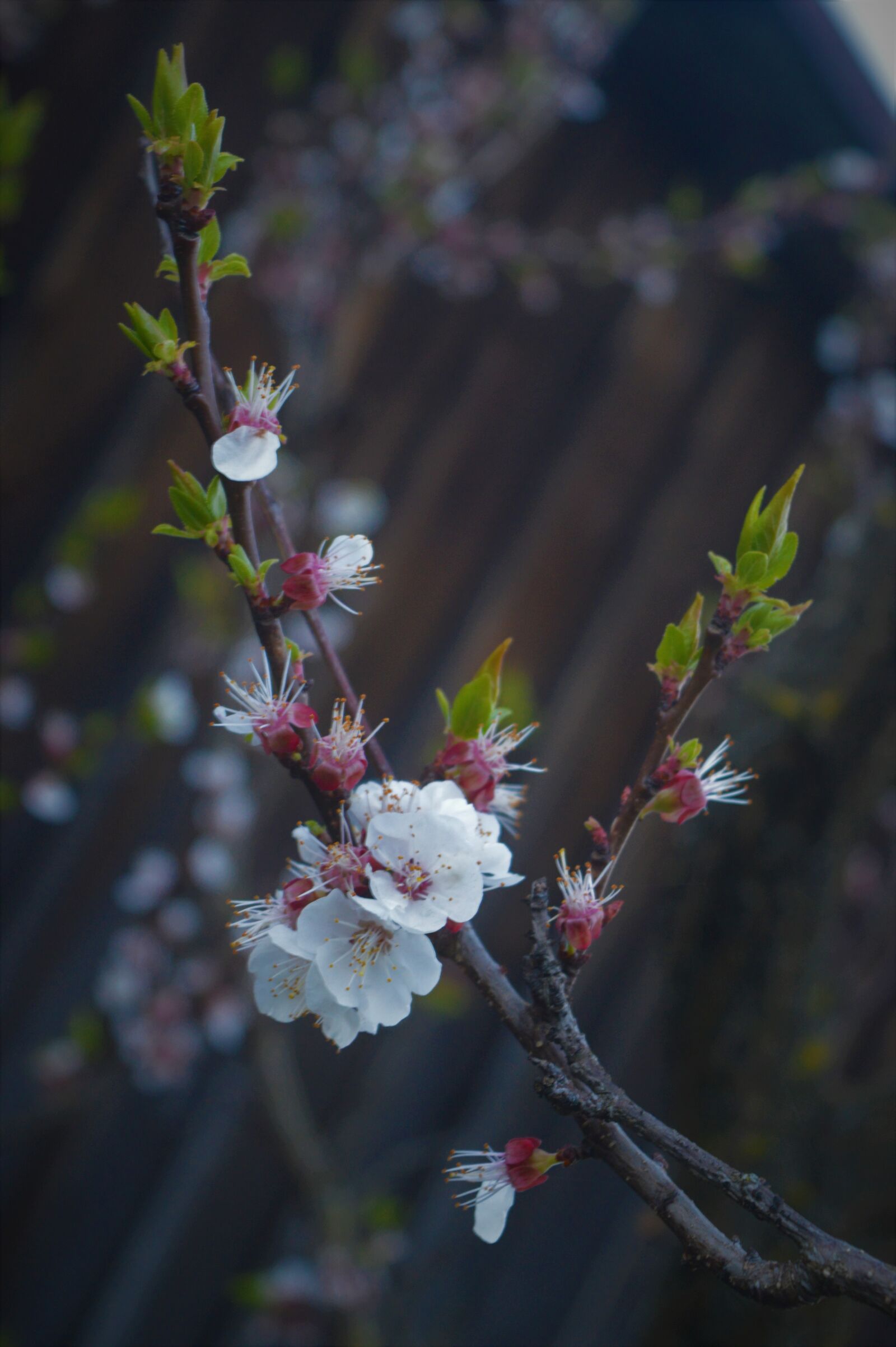 Nikon D3200 sample photo. Flowers, spring, village photography
