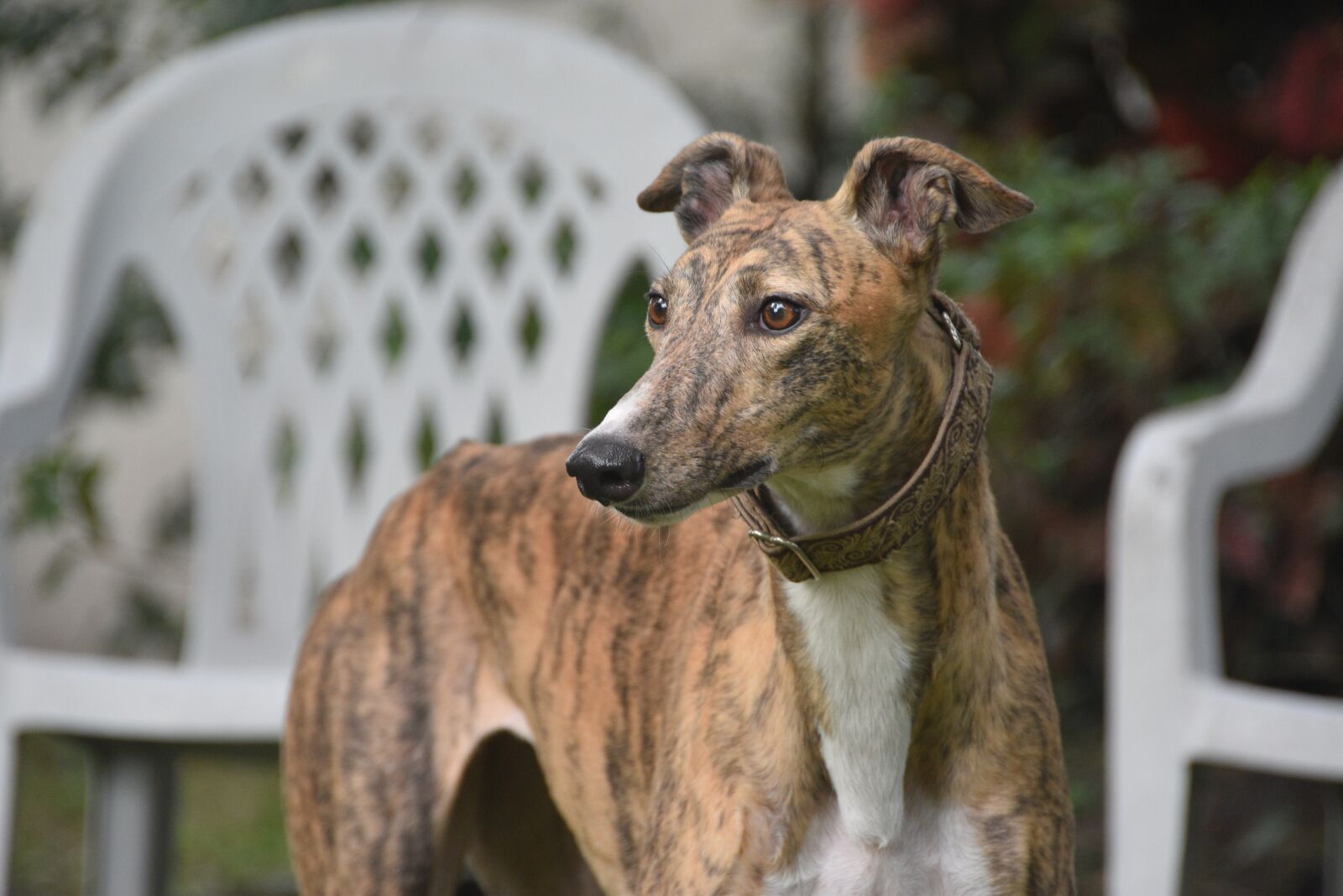 Nikon D5500 sample photo. Greyhound, sight hound, dog photography