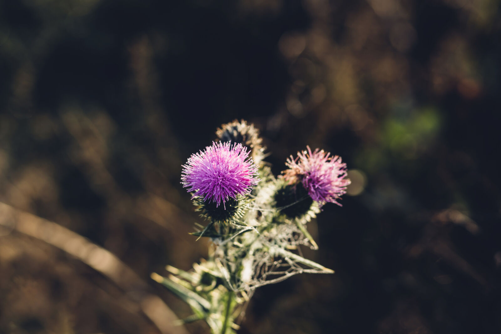 Canon EF 85mm F1.8 USM sample photo. Bloom, blooming, blossom, blur photography