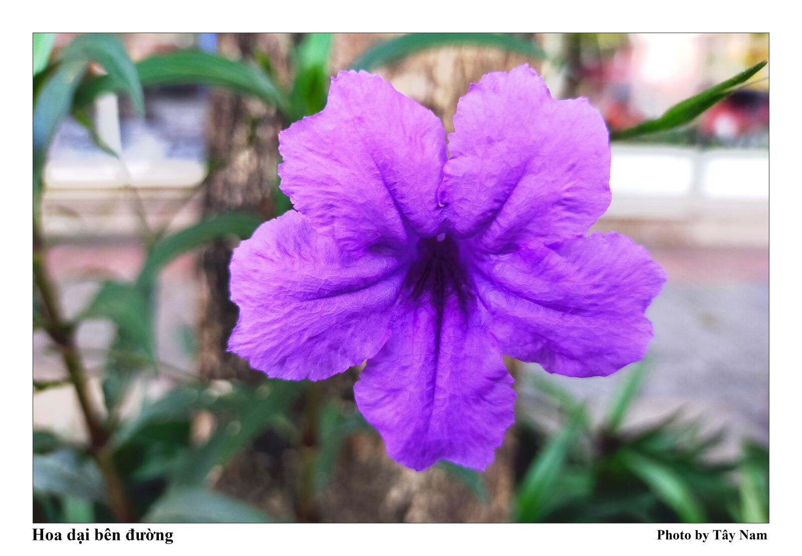 OPPO A9 2020 sample photo. Flower, purple flowers, wildflowers photography