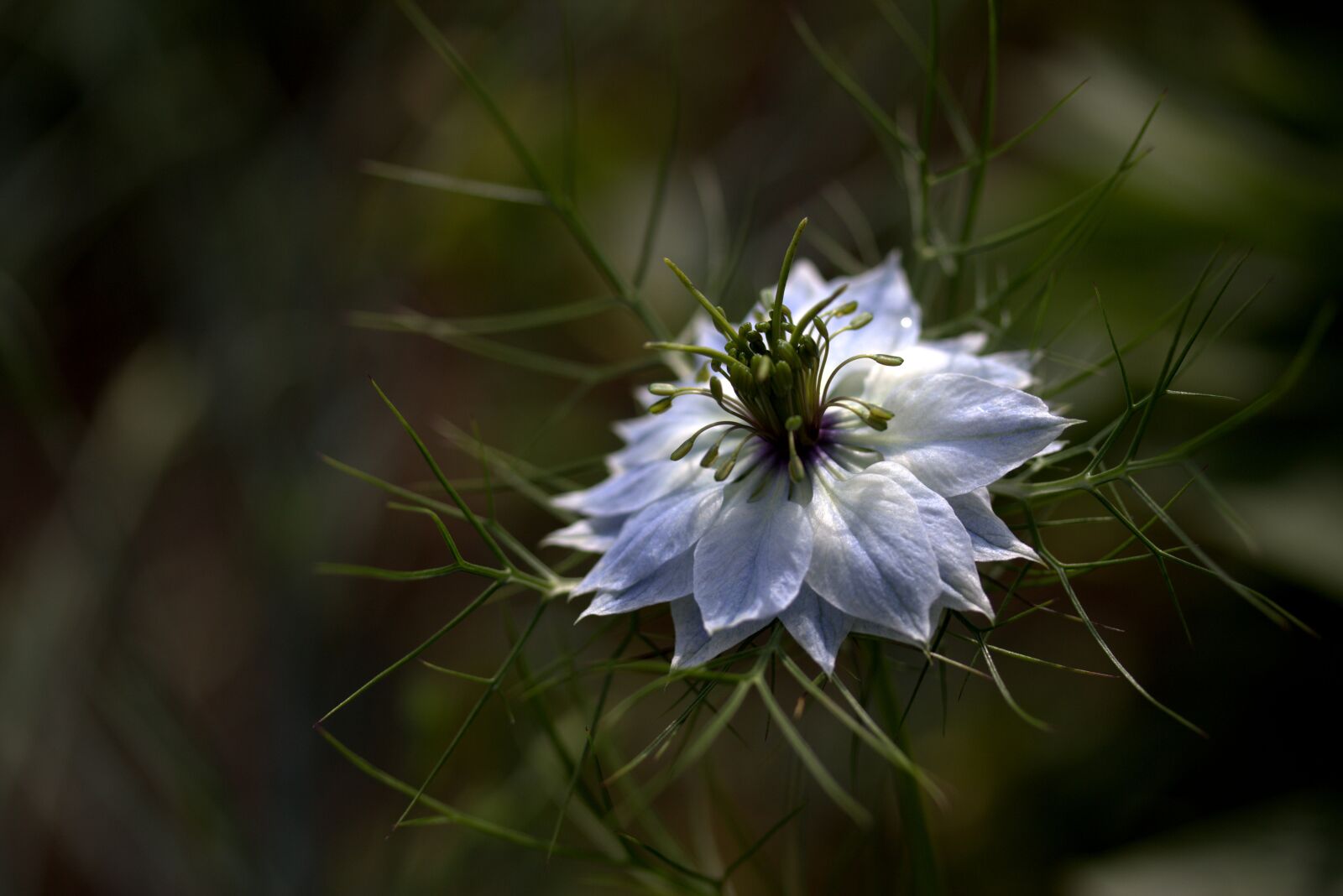 Canon EF-S 60mm F2.8 Macro USM sample photo. Cornflower, flower, blue photography