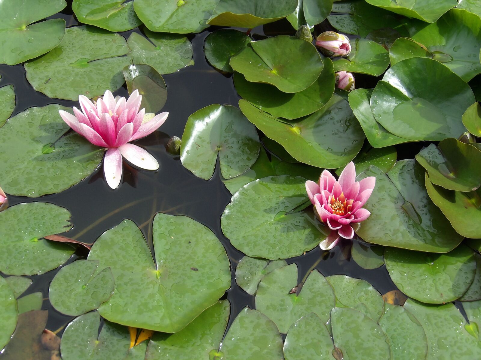 Kodak PIXPRO AZ521 sample photo. Water lily, plant, aquatic photography
