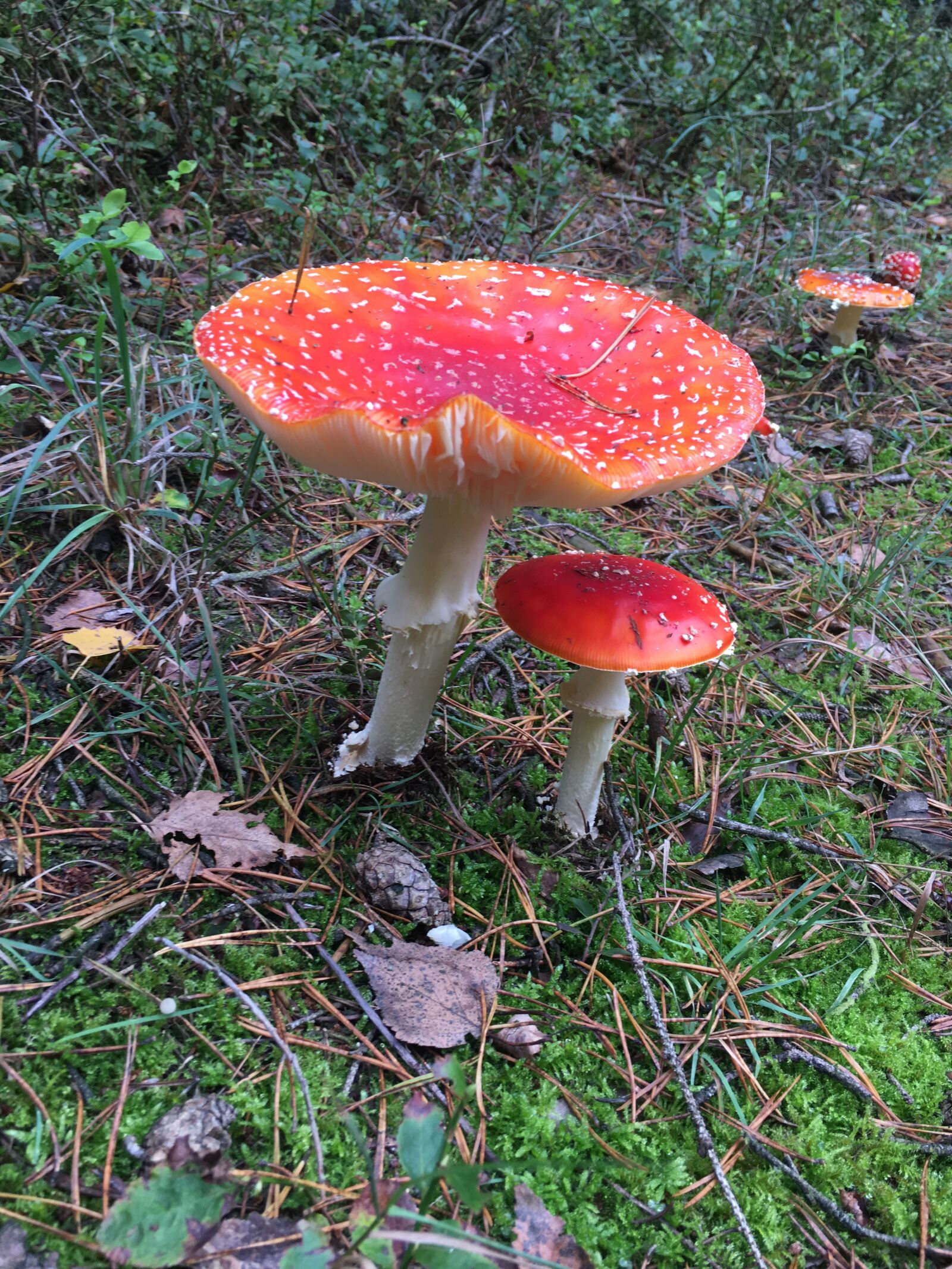 iPhone 6s back camera 4.15mm f/2.2 sample photo. Forest, moss, fly agaric photography