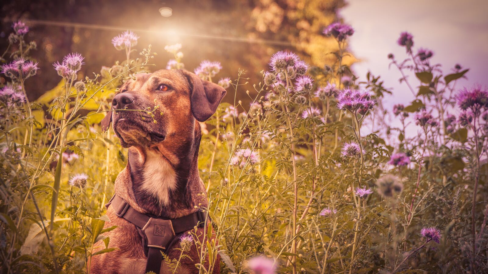 Sony a6300 + Sony E PZ 18-105mm F4 G OSS sample photo. Dog, pet, animal photography