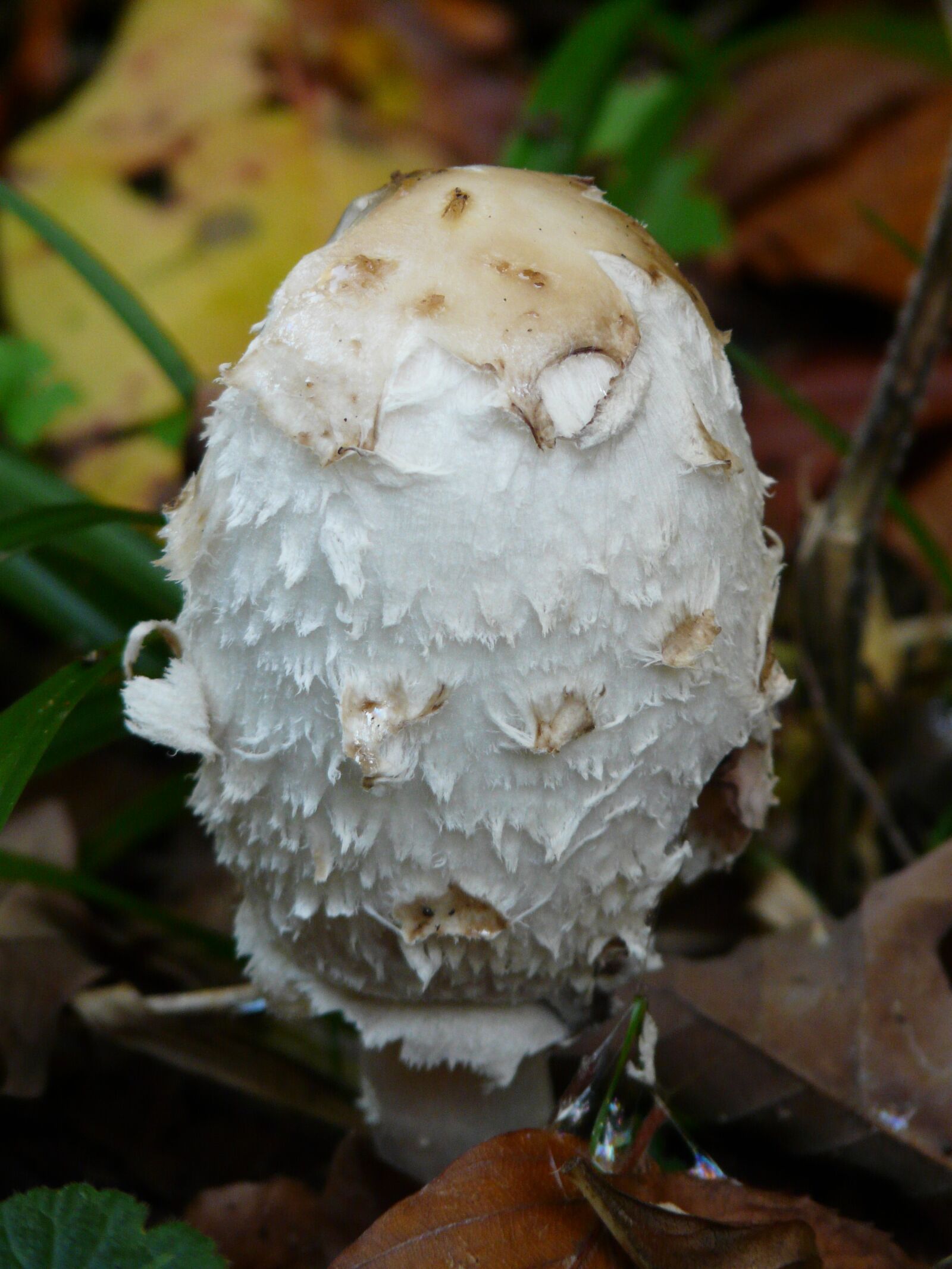 Panasonic DMC-FZ18 sample photo. Comatus, schopf comatus, mushrooms photography