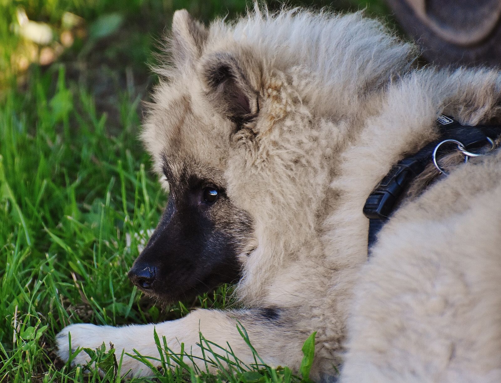 Nikon D7200 sample photo. Dog, fur, wuschelig photography