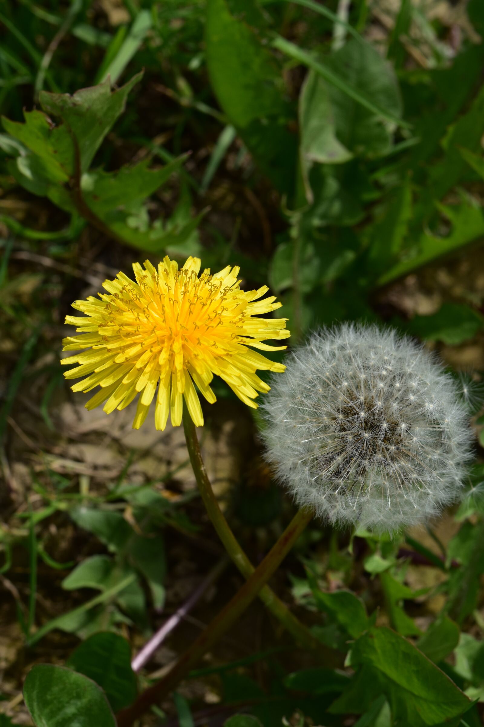 Nikon D5600 sample photo. Flower, flowers, dandelion flowers photography