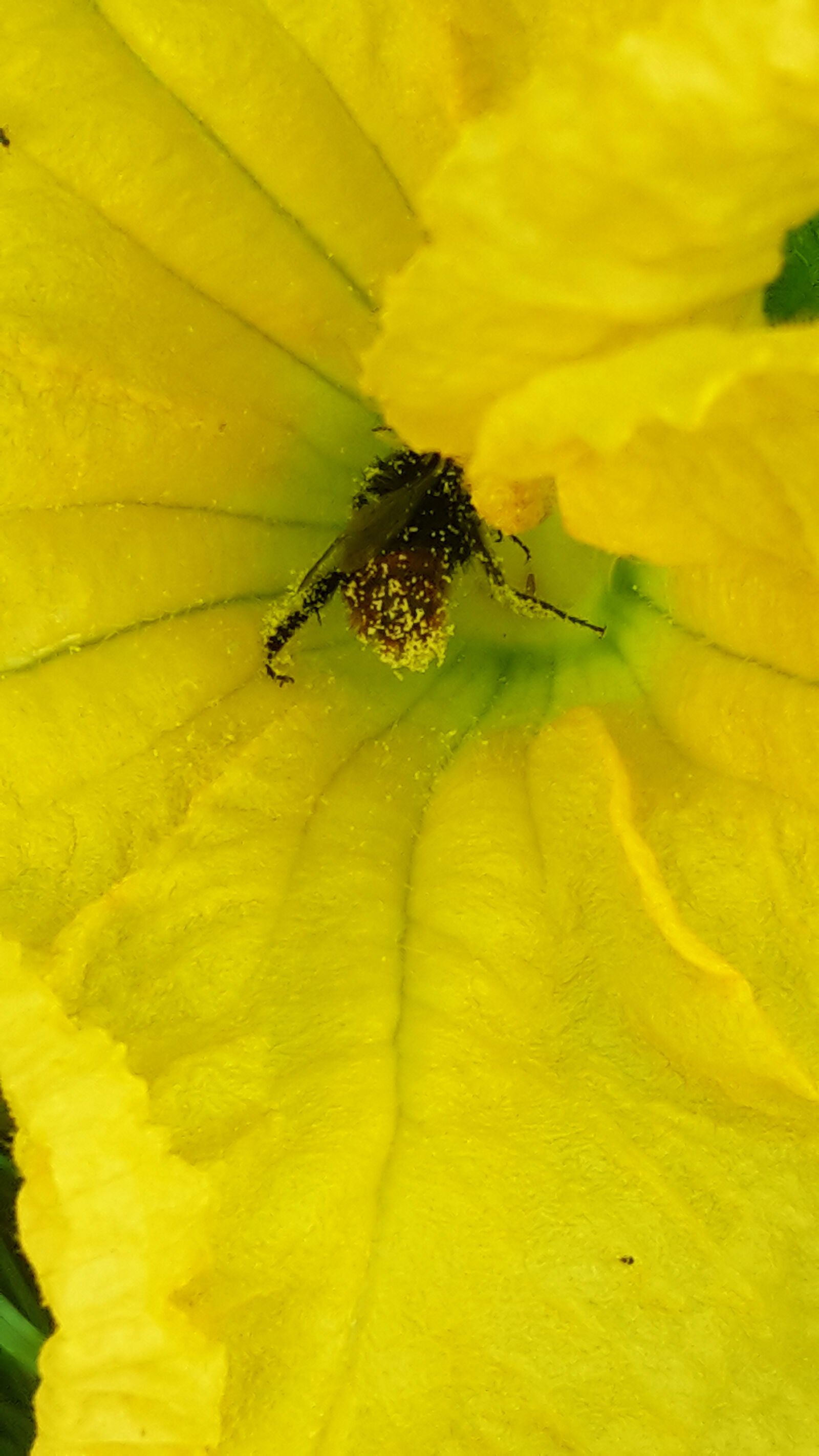 Samsung Galaxy S5 Mini sample photo. Blossoms, bumblebee, flowers, garden photography