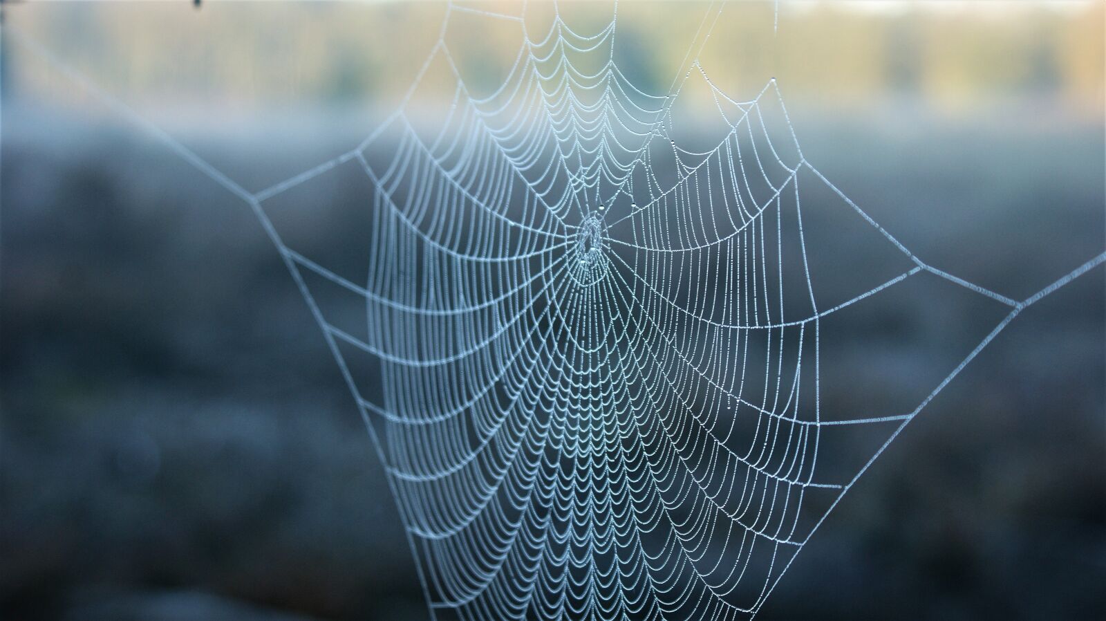 Sony Alpha DSLR-A350 sample photo. Nature, spider web, dew photography